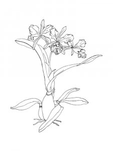 Orchid coloring page 25 - Free printable