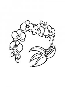 Orchid coloring page 26 - Free printable