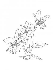Orchid coloring page 27 - Free printable