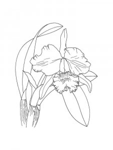Orchid coloring page 28 - Free printable