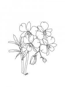 Orchid coloring page 29 - Free printable