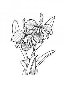 Orchid coloring page 30 - Free printable
