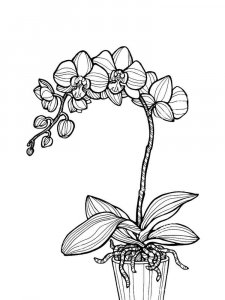 Orchid coloring page 32 - Free printable