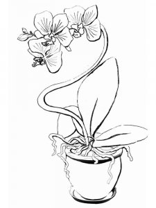 Orchid coloring page 1 - Free printable
