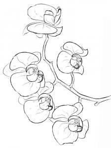 Orchid coloring page 10 - Free printable