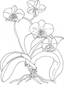 Orchid coloring page 13 - Free printable