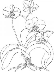Orchid coloring page 14 - Free printable