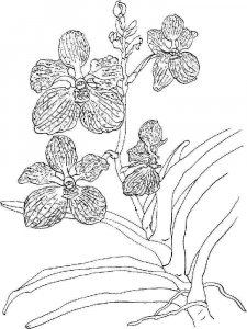Orchid coloring page 16 - Free printable
