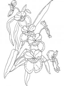 Orchid coloring page 2 - Free printable