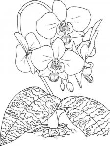 Orchid coloring page 3 - Free printable