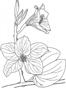 Orchid coloring page 6 - Free printable