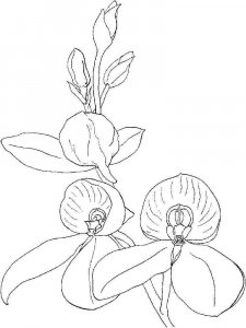 Orchid coloring page 7 - Free printable