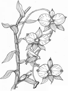 Orchid coloring page 8 - Free printable