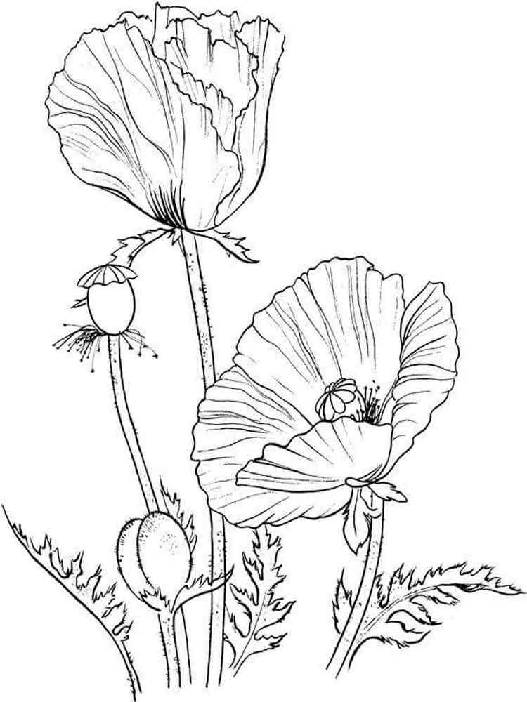 Poppy Flower Coloring Pages Download And Print Poppy Flower Coloring Pages