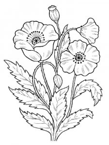 Poppy coloring page 1 - Free printable
