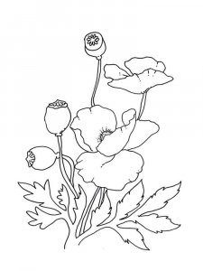 Poppy coloring page 10 - Free printable