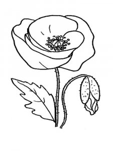 Poppy coloring page 13 - Free printable