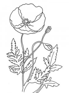 Poppy coloring page 14 - Free printable