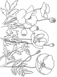 Poppy coloring page 2 - Free printable
