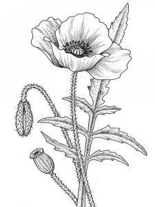 Poppy coloring page 5 - Free printable