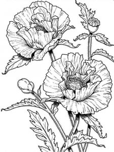 Poppy coloring page 8 - Free printable