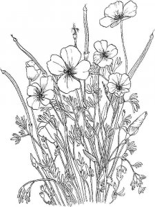 Poppy coloring page 9 - Free printable