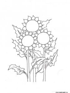 Sunflower coloring page 18 - Free printable