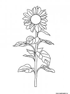 Sunflower coloring page 20 - Free printable