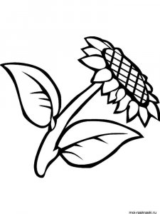 Sunflower coloring page 25 - Free printable