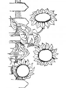 Sunflower coloring page 26 - Free printable