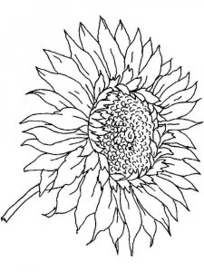 Sunflower coloring page 27 - Free printable