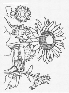 Sunflower coloring page 29 - Free printable
