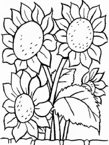 Sunflower coloring page 30 - Free printable
