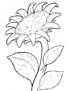 Sunflower coloring page 31 - Free printable