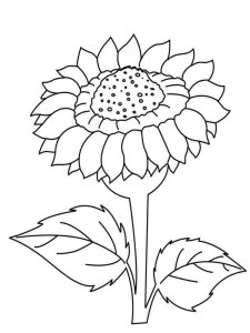 Sunflower coloring page 34 - Free printable