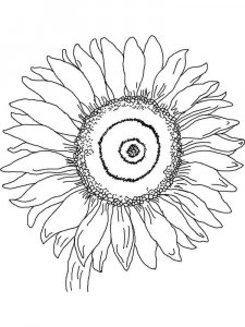 Sunflower coloring page 35 - Free printable