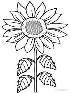 Sunflower coloring page 36 - Free printable