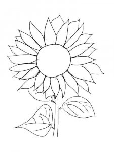 Sunflower coloring page 37 - Free printable