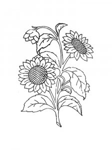 Sunflower coloring page 9 - Free printable