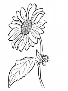 Sunflower coloring page 40 - Free printable