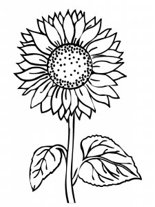 Sunflower coloring page 42 - Free printable