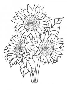 Sunflower coloring page 43 - Free printable