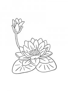Water Lily coloring page 14 - Free printable