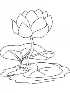 Water Lily coloring page 10 - Free printable