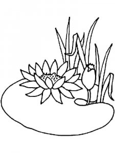 Water Lily coloring page 12 - Free printable