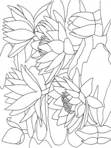 Water Lily coloring page 3 - Free printable