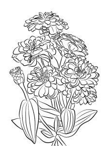 Zinnia coloring page 1 - Free printable