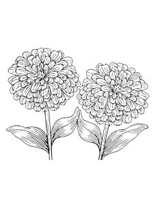 Zinnia coloring page 2 - Free printable