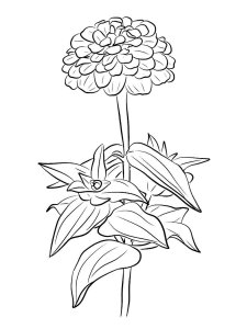 Zinnia coloring page 4 - Free printable