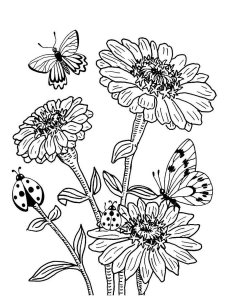 Zinnia coloring page 5 - Free printable